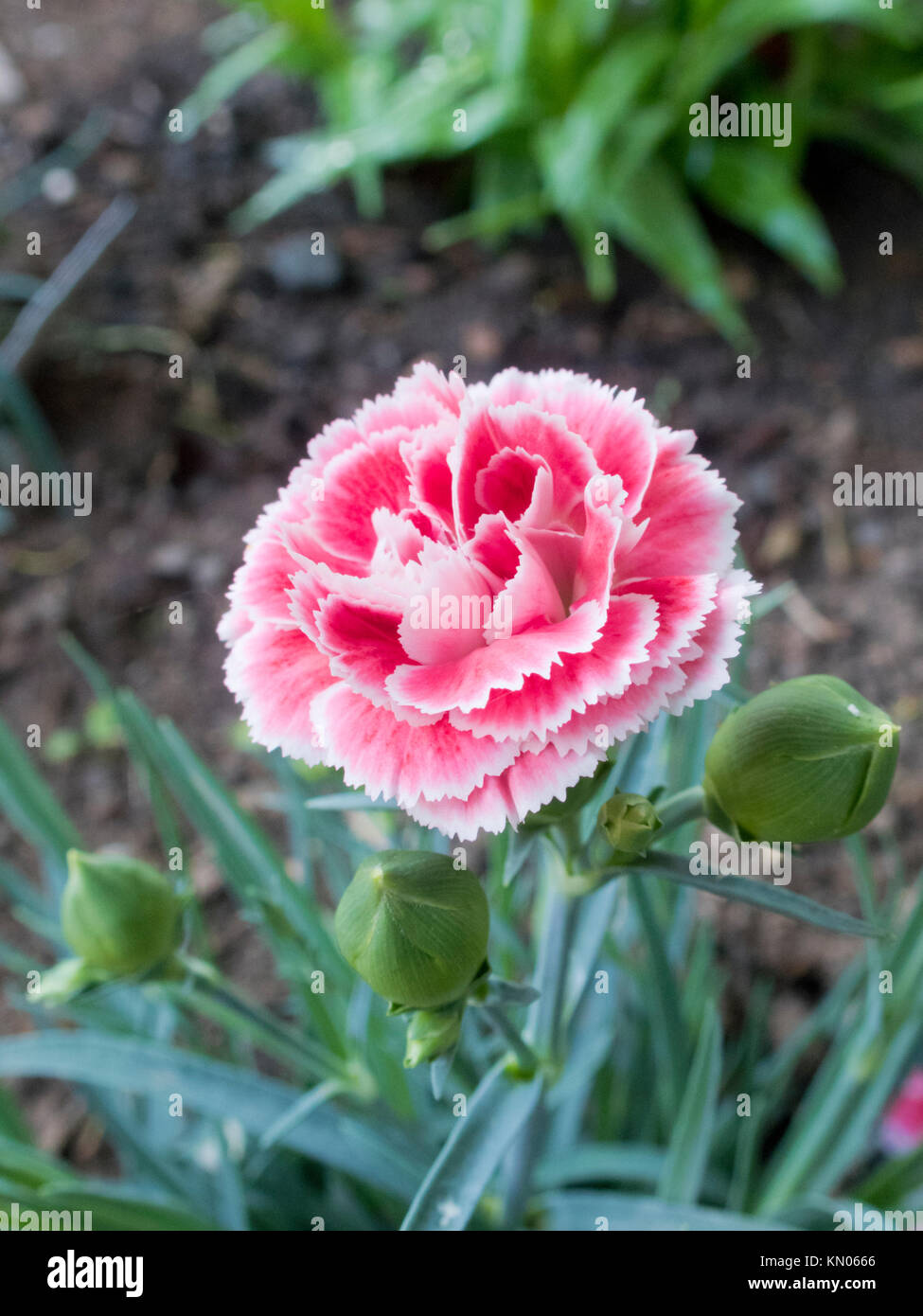 Dianthus Pinks 'Coral Reef' Plant in Flower During Summer Stock Photo