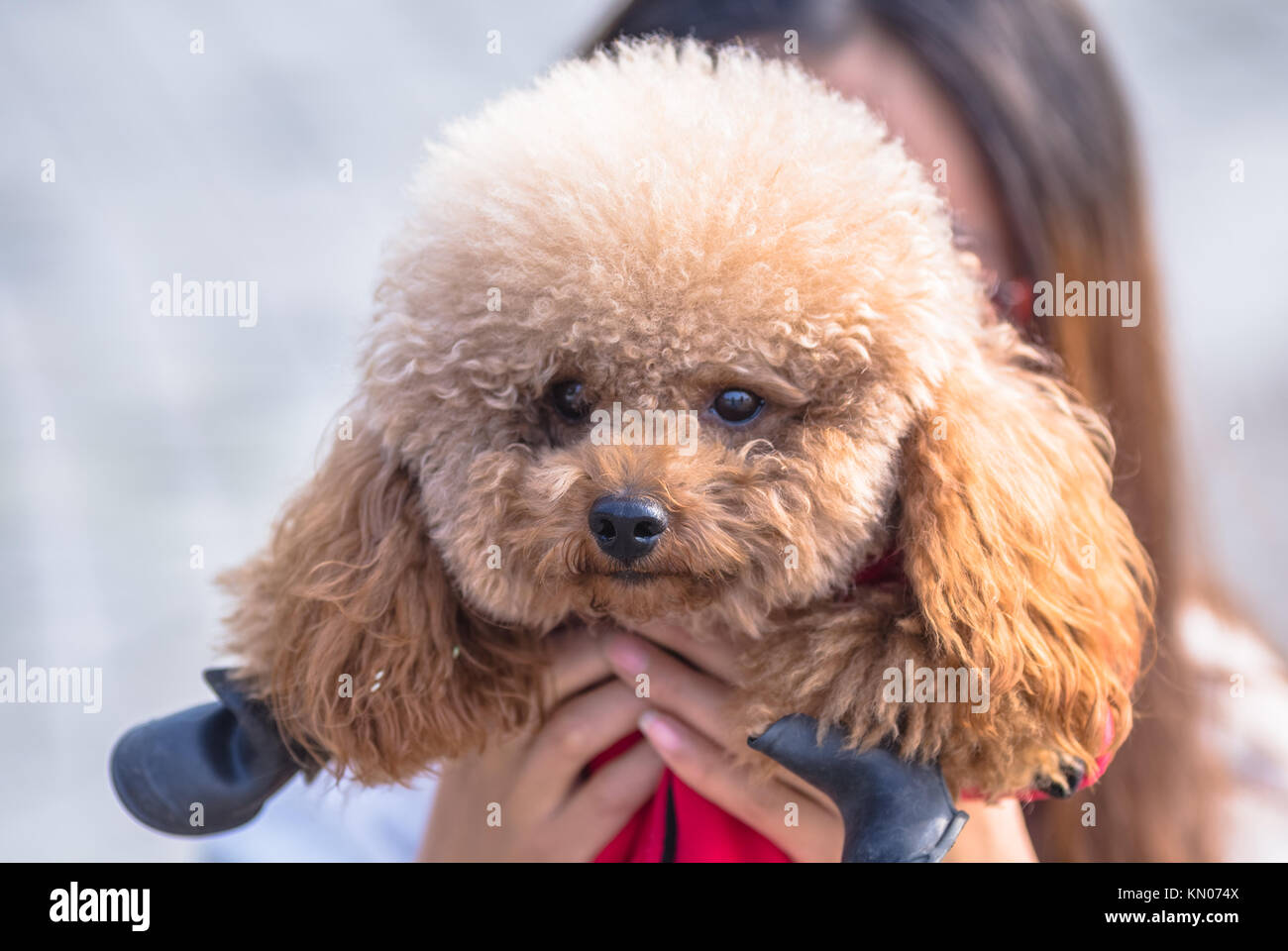 Micro poodle store female