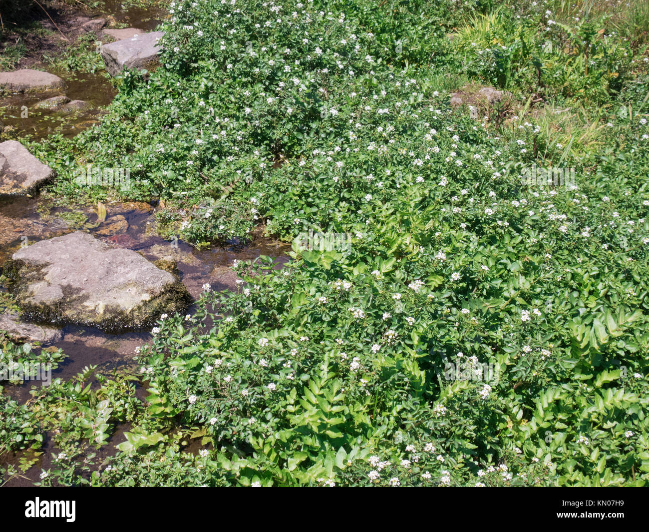 Watercress ( Nasturtium officinale ) Growing in a Stream, UK in Summer Stock Photo