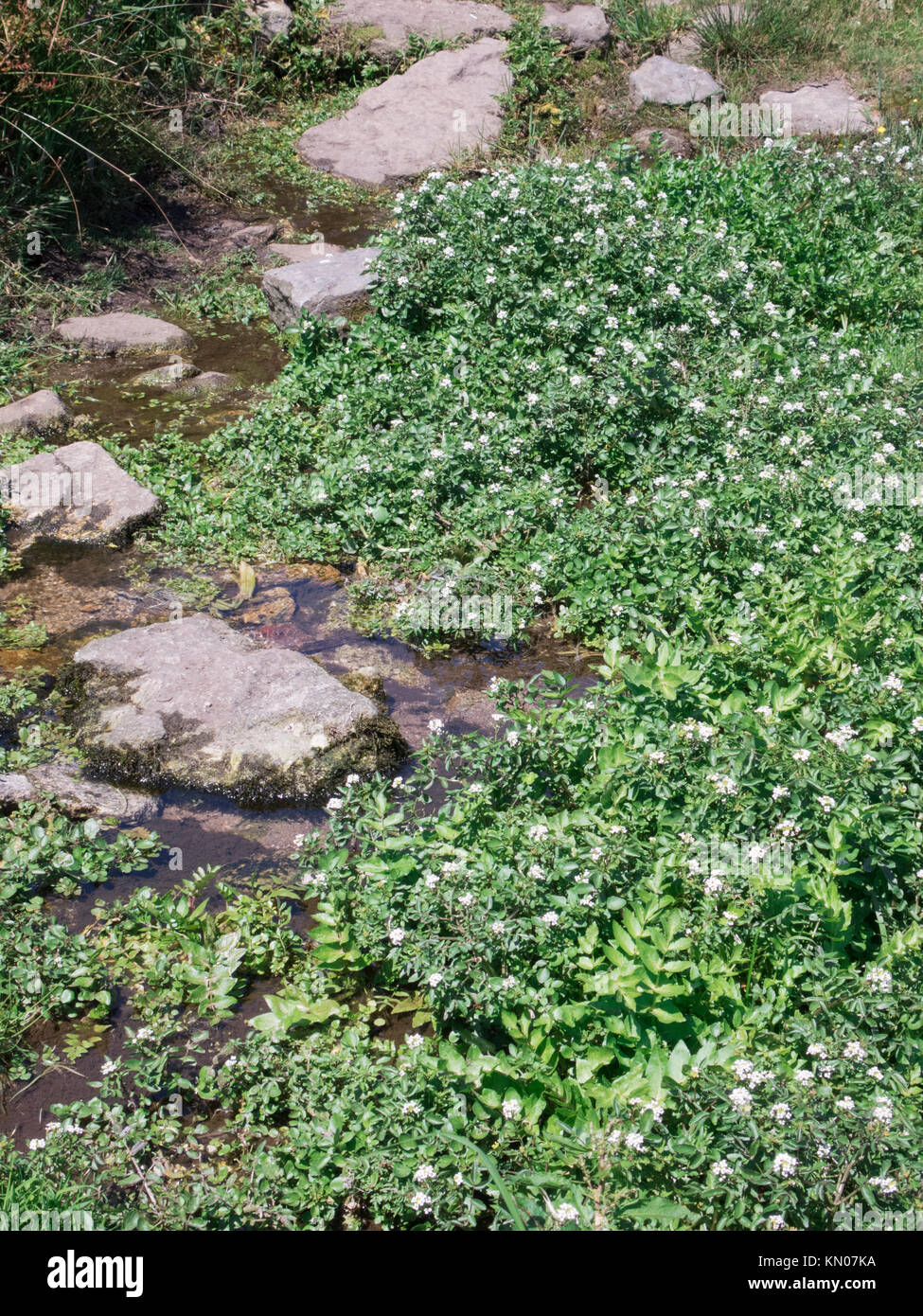 Watercress ( Nasturtium officinale ) Growing in a Stream, UK in Summer Stock Photo