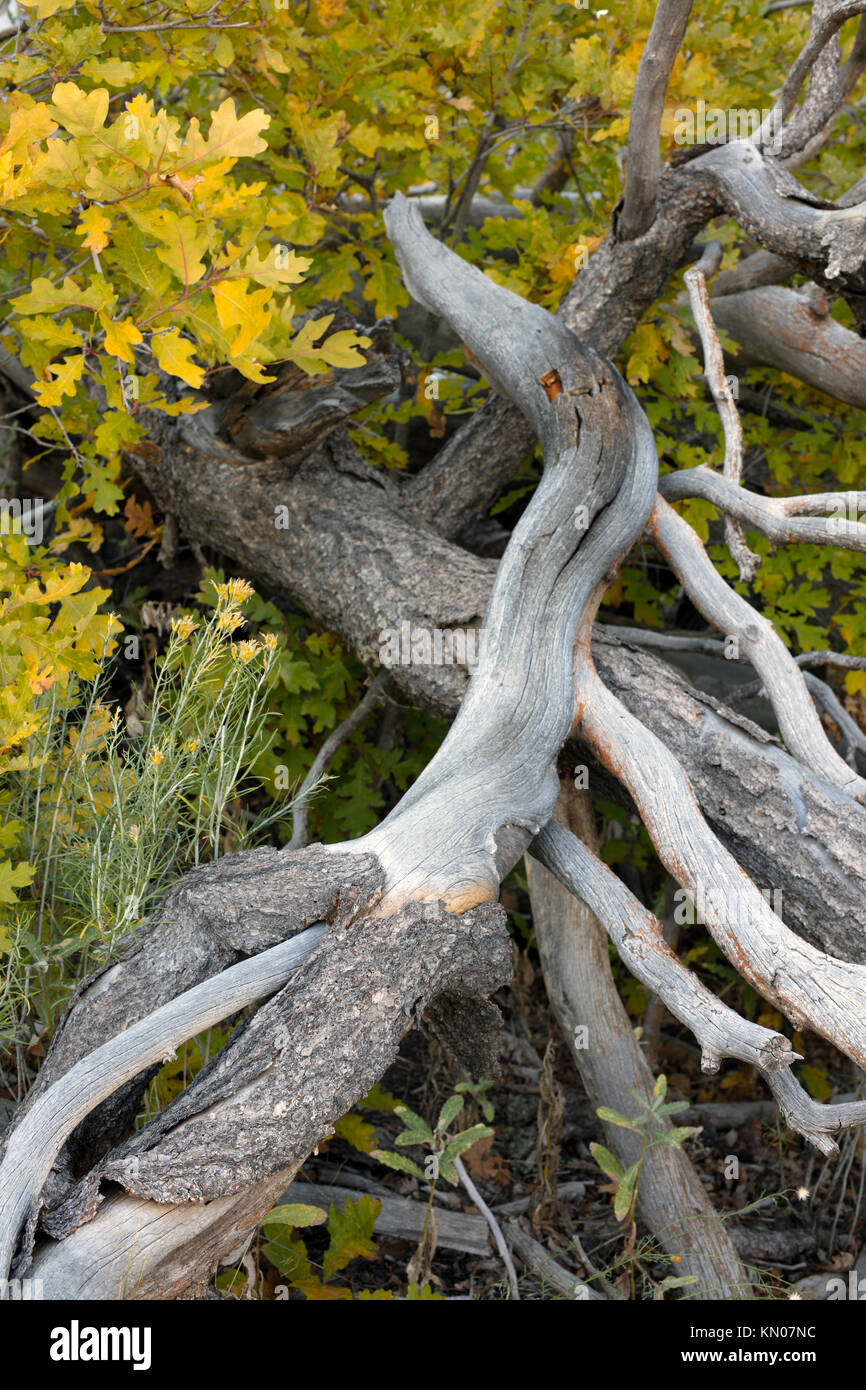 Dead oak tree branches and bushes with yellow oak leaves of the Autumn