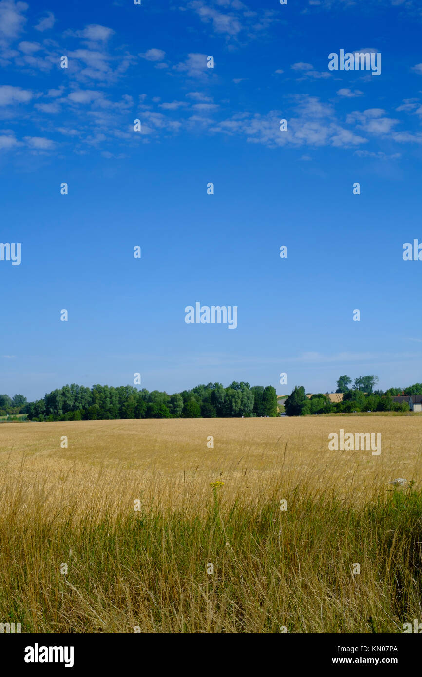Suffolk Grassland Field Stock Photo Alamy