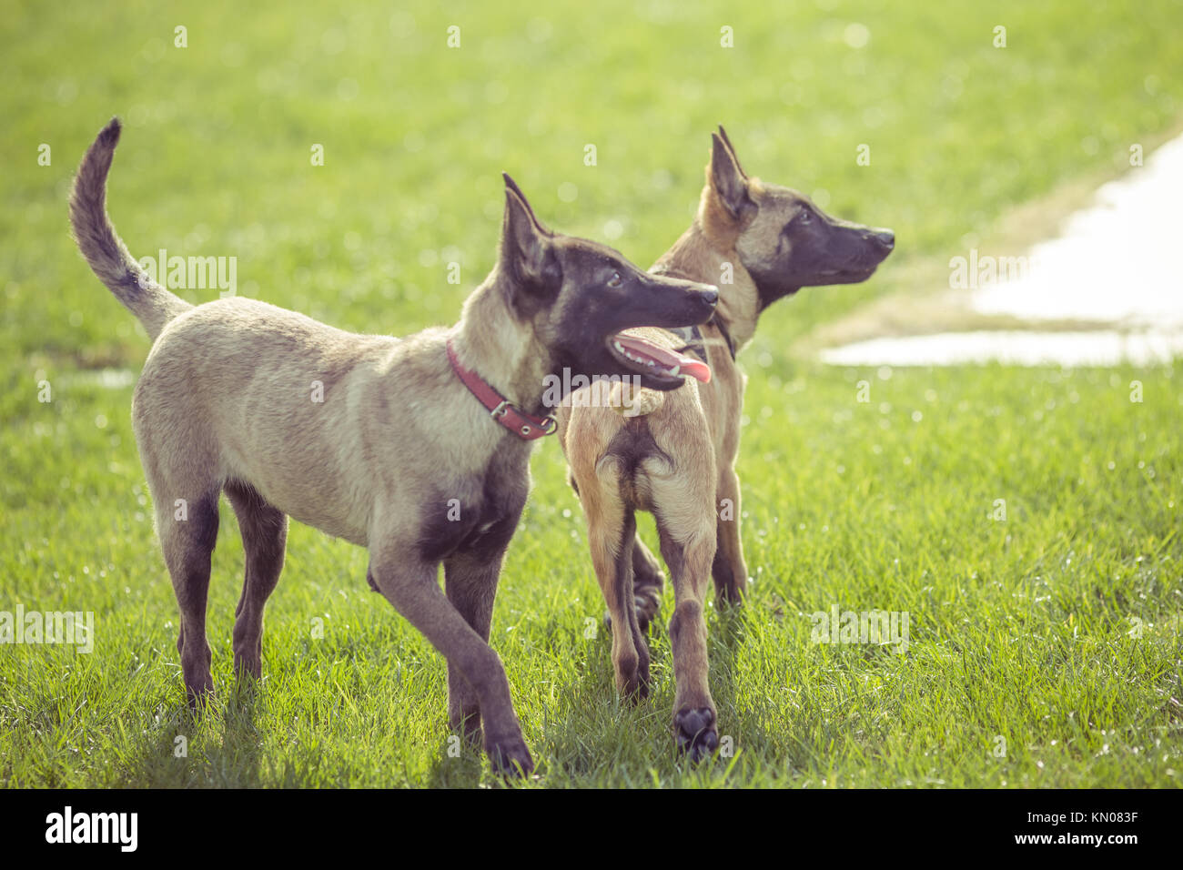 Happy pet dogs playing on Grass in a park Stock Photo - Alamy