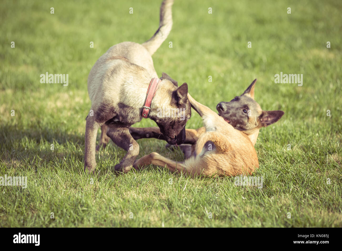Happy pet dogs playing on Grass in a park Stock Photo Alamy
