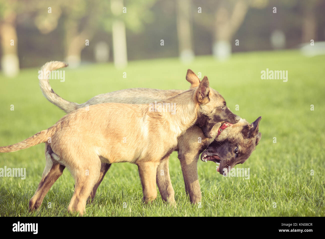 Happy pet dogs playing on Grass in a park Stock Photo - Alamy