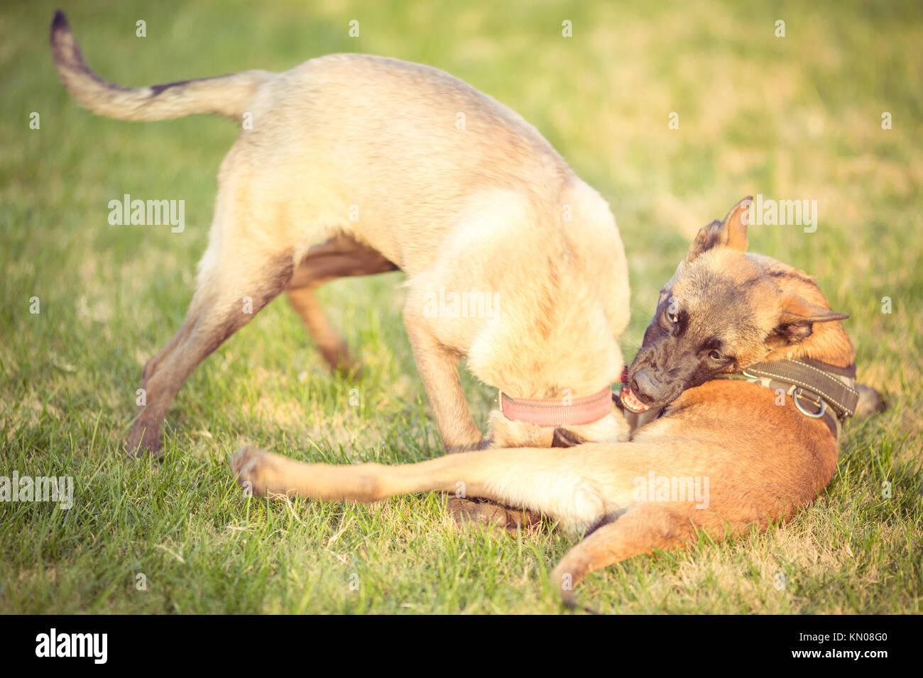 Happy pet dogs playing on Grass in a park Stock Photo - Alamy