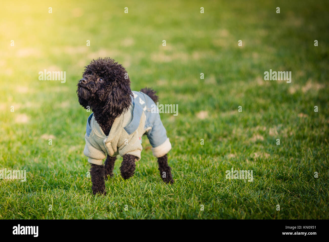 Happy pet dogs playing on Grass in a park Stock Photo - Alamy
