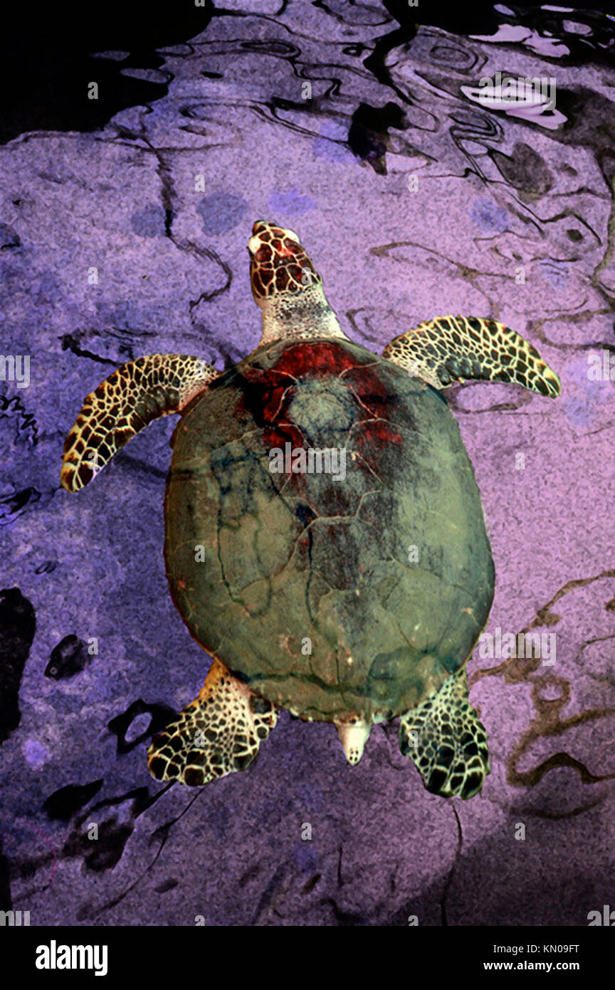 Turtle Swim Stock Photo