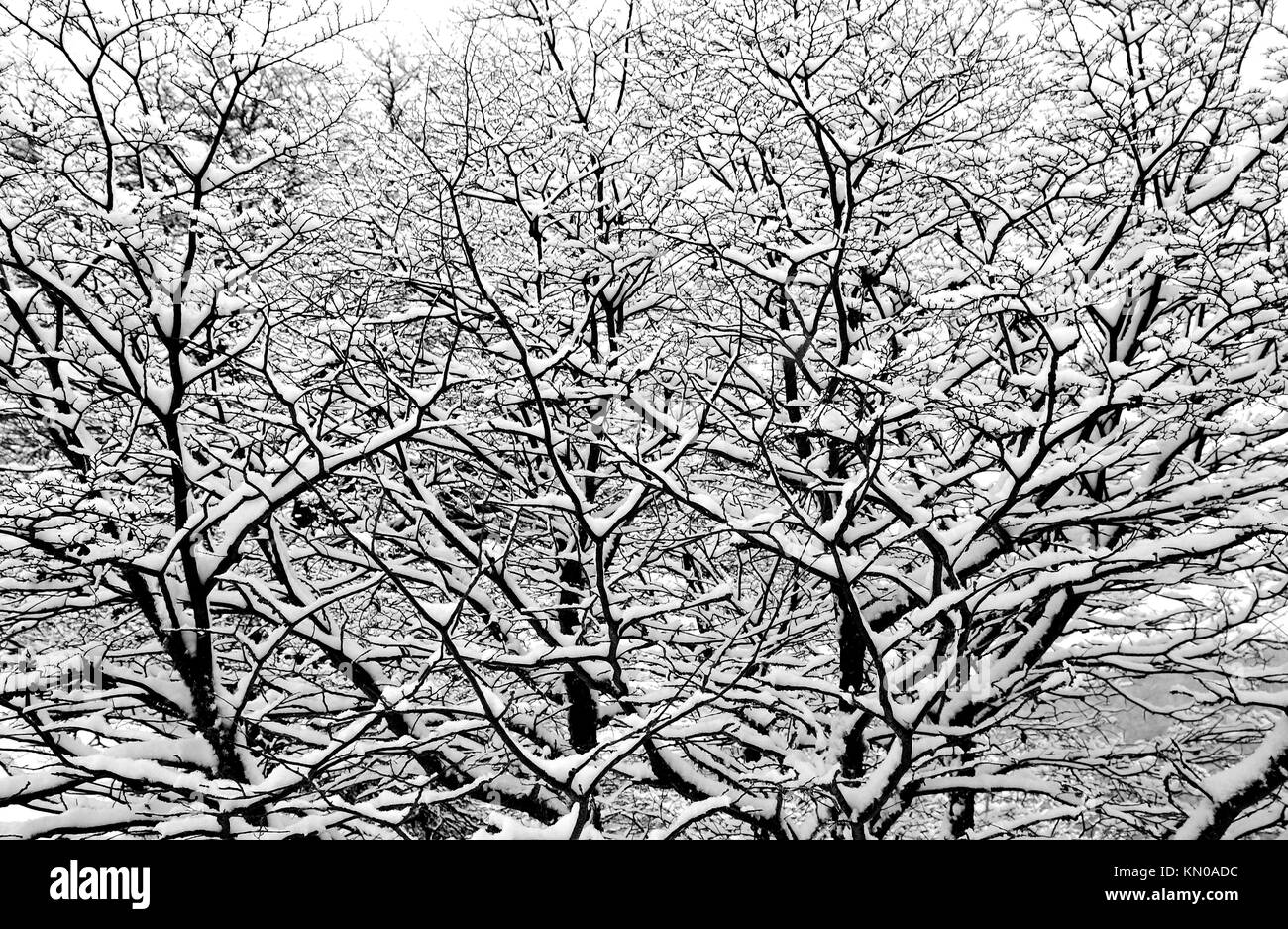 Tree plot hi-res stock photography and images - Alamy