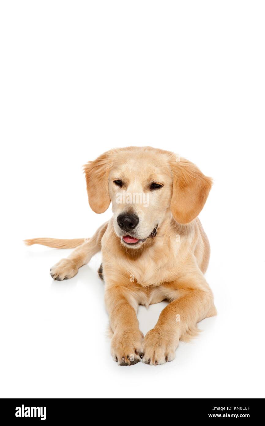 Golden retriever dog puppy isolated on white background Stock Photo - Alamy