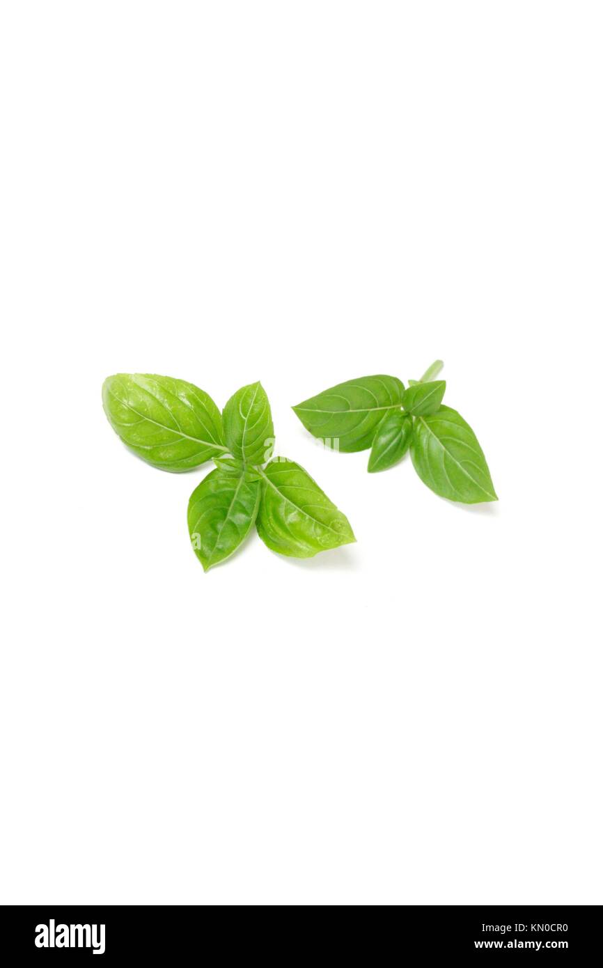 Green basil isolated on white Stock Photo Alamy