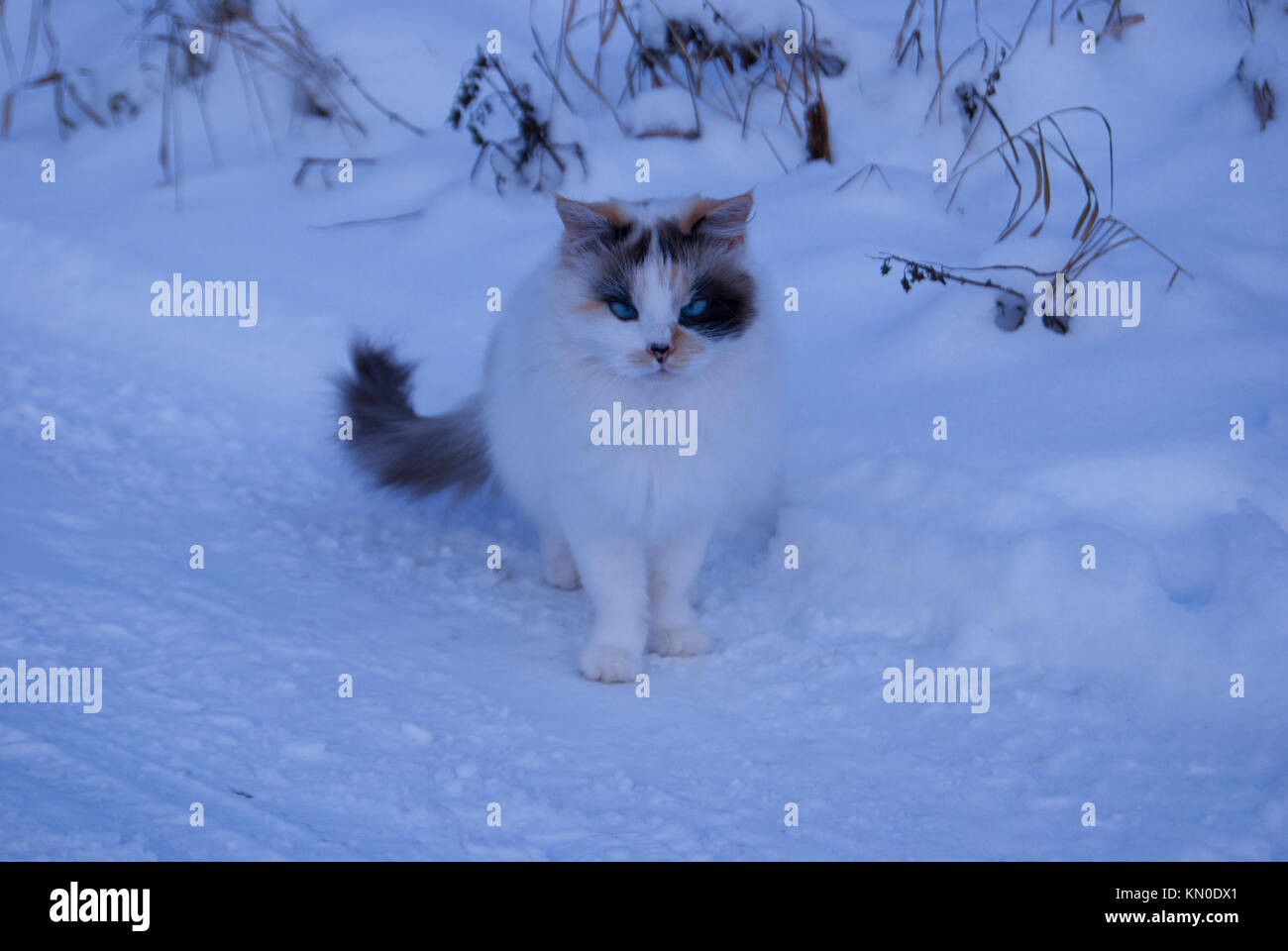 An unusual three-colored cat with blue eyes is sitting on the snow. Strabismus in an animal. Stock Photo