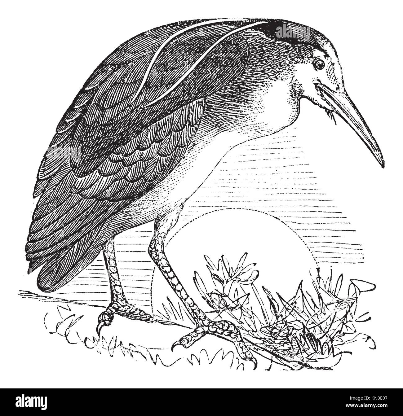 Night Heron also known as Nycticorax nycticorax, Bird, North America, vintage engraved illustration of Night Heron, North America Stock Photo