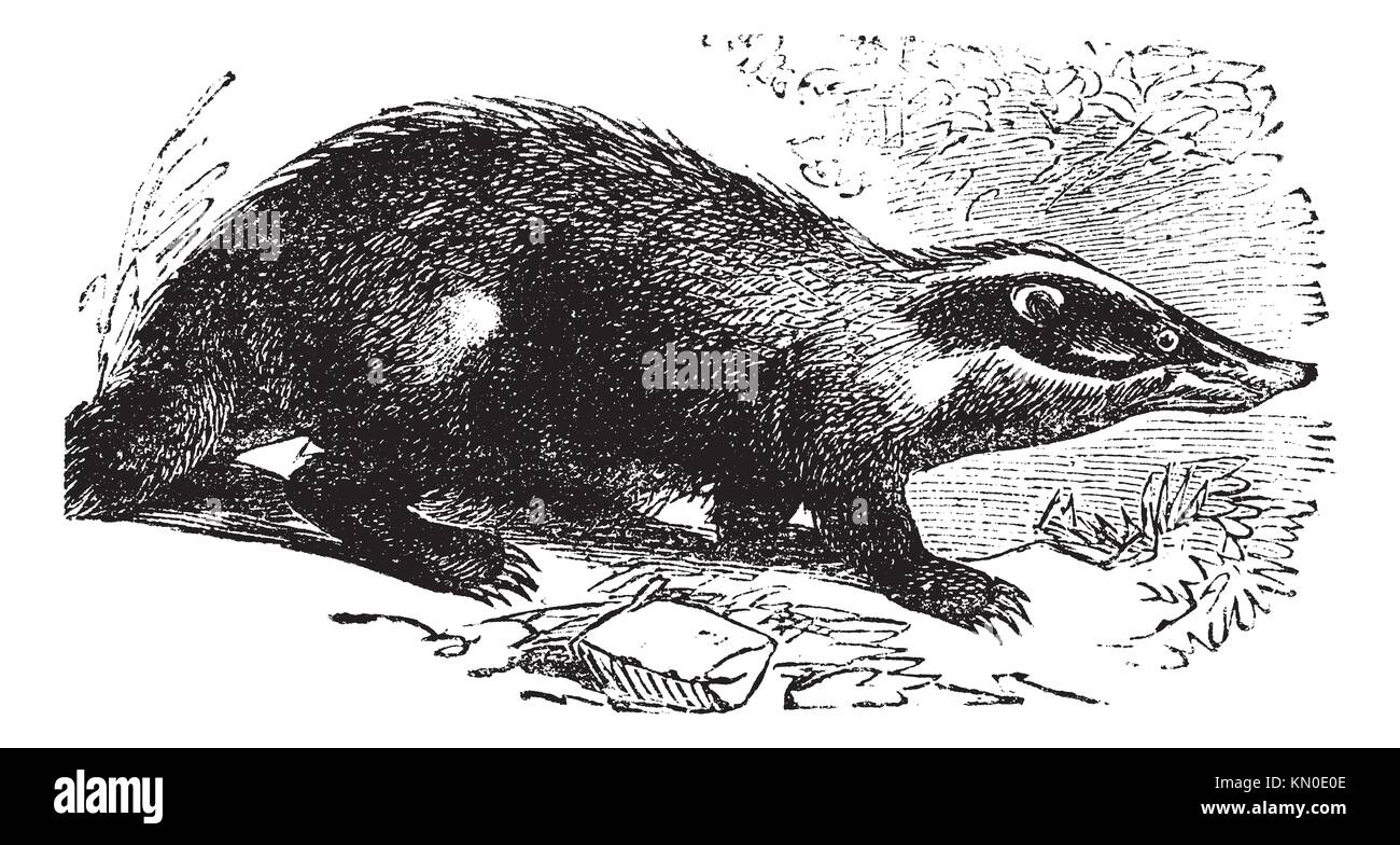 European Badger also known as Meles meles, vintage engraved illustration of European Badger Stock Photo