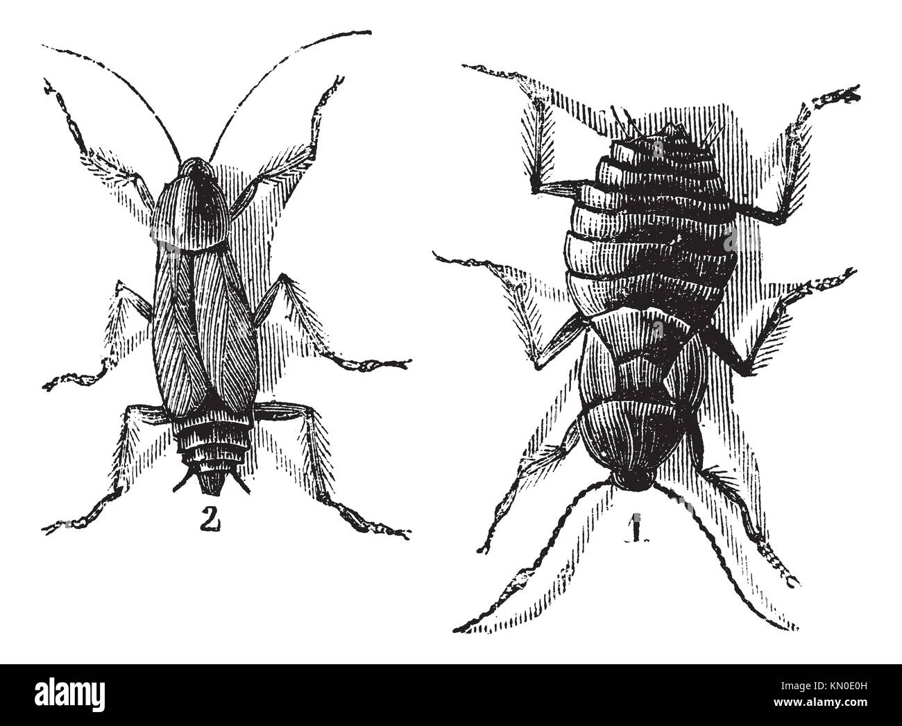 Male and Female, Cockroaches, vintage engraved illustration of Cockroaches Stock Photo