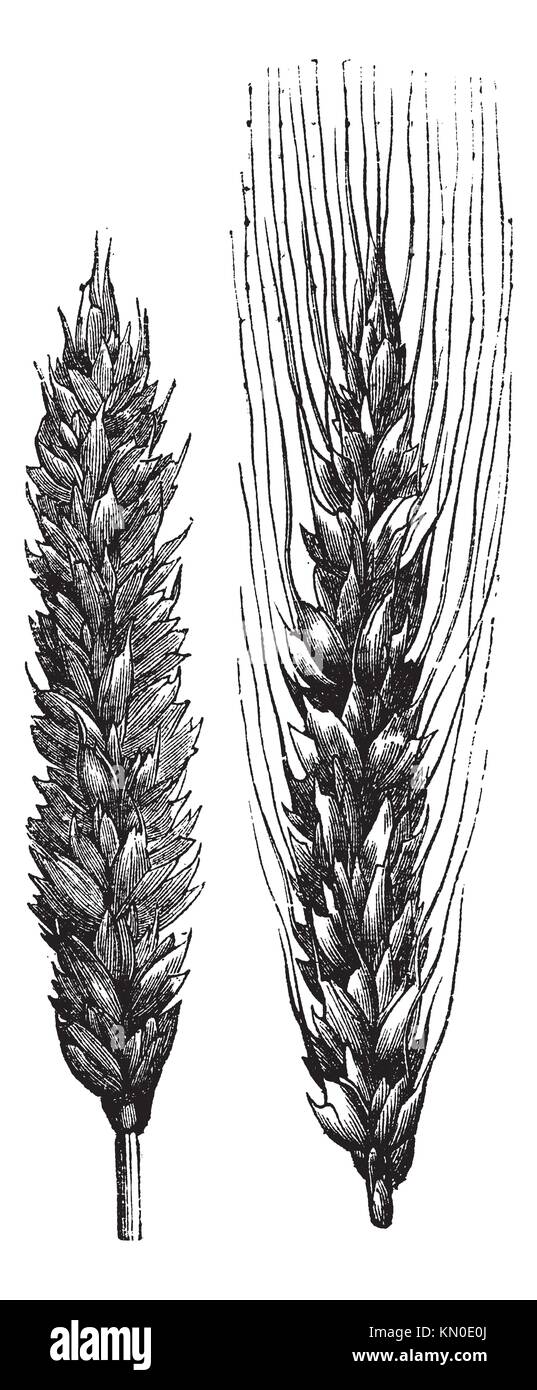 Winter wheat, wheat, vintage engraved illustration of Winter wheat isolated on a white background Stock Photo