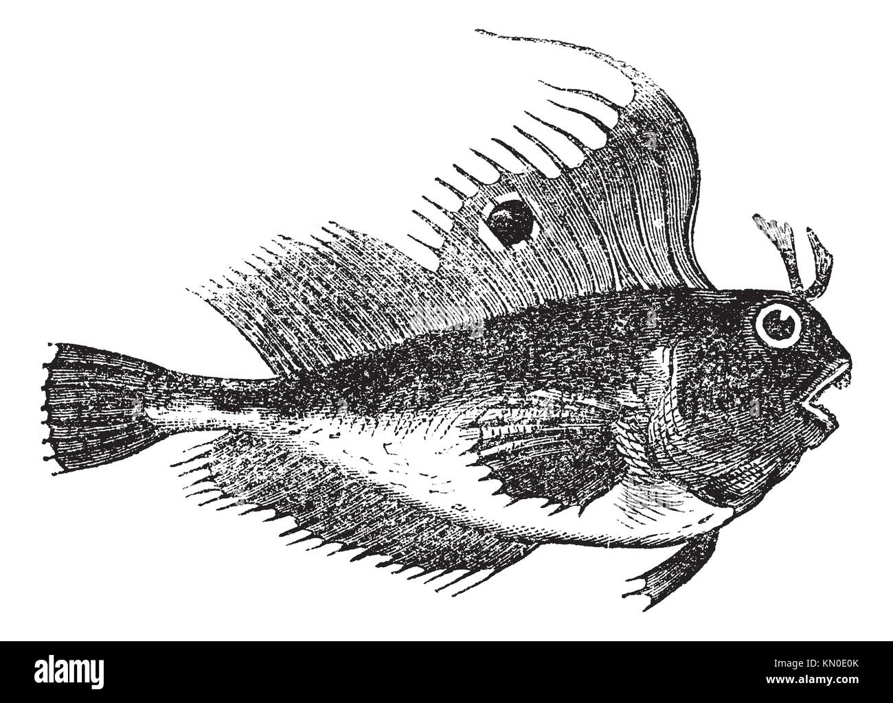 Blennius ocellaris also known as butterfly blenny, fish, vintage