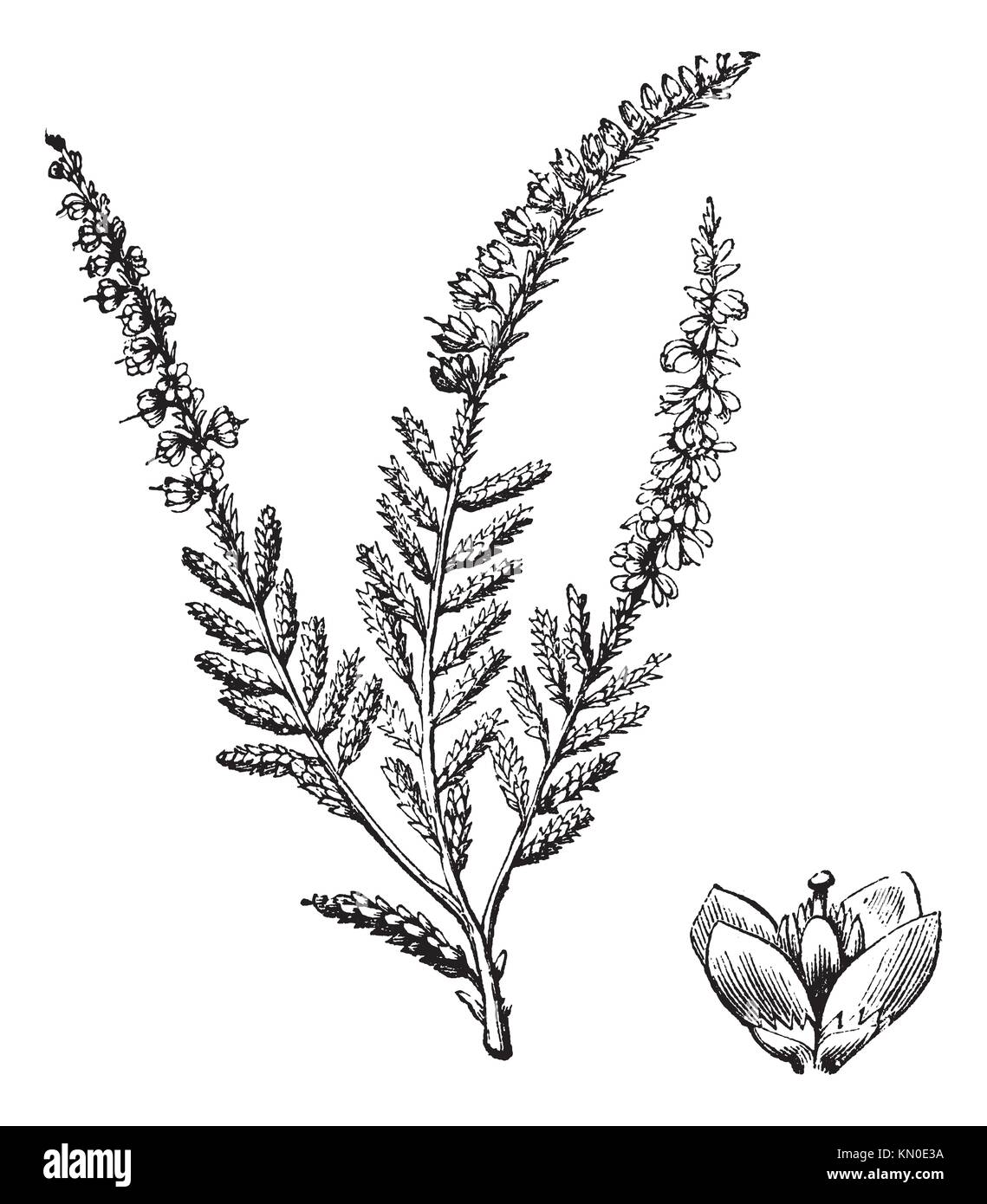 Erica vulgaris or calluna vulgaris, Common Heather, ling, heath or