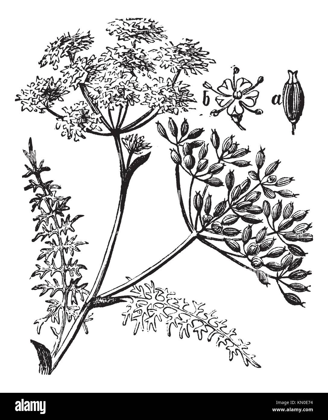 Caraway or Carum carvi or meridian fennel or Persian cumin vintage