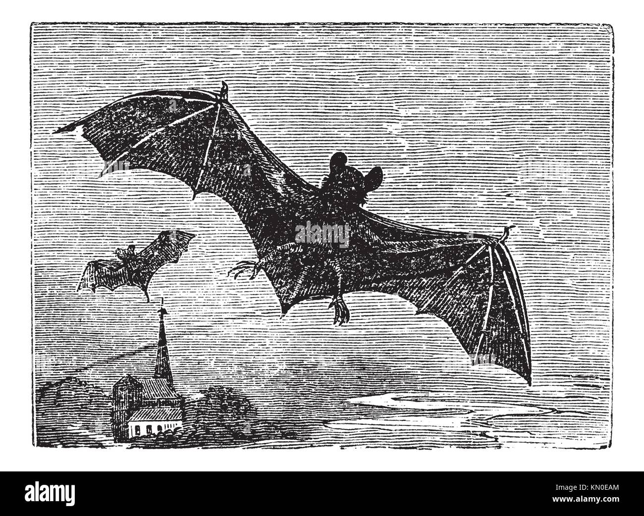 Common Bat or Vesper Bat or Evening Bat or Vespertilionidae, vintage engraving  Old engraved illustration of a Vesper Bat in flight Stock Photo