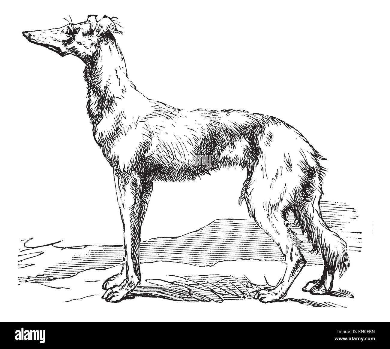 Ancient Egyptian Dog Drawing