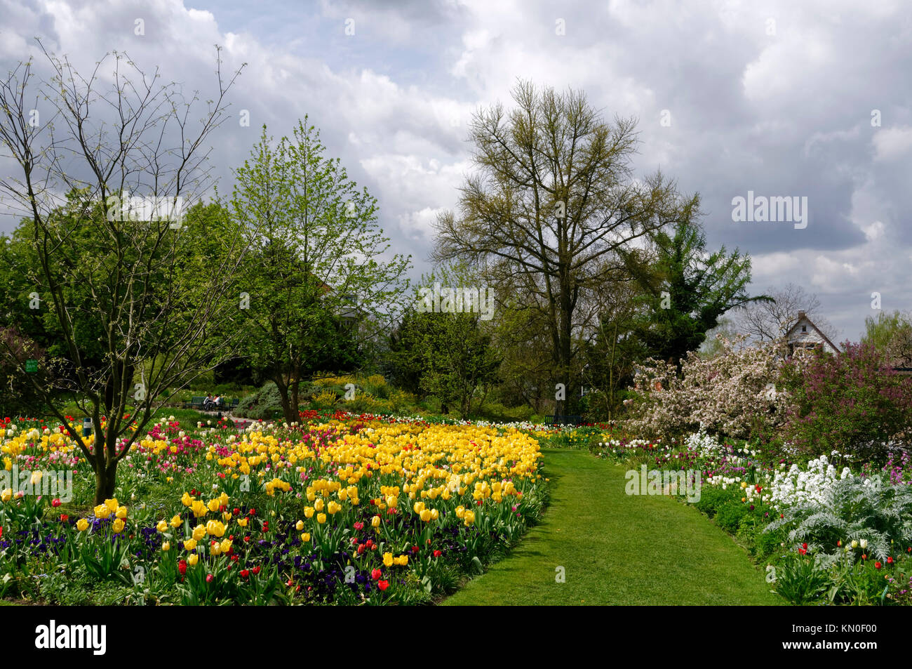 weinheim-tulip-blooming-season-in-botanical-garden-hermannshof