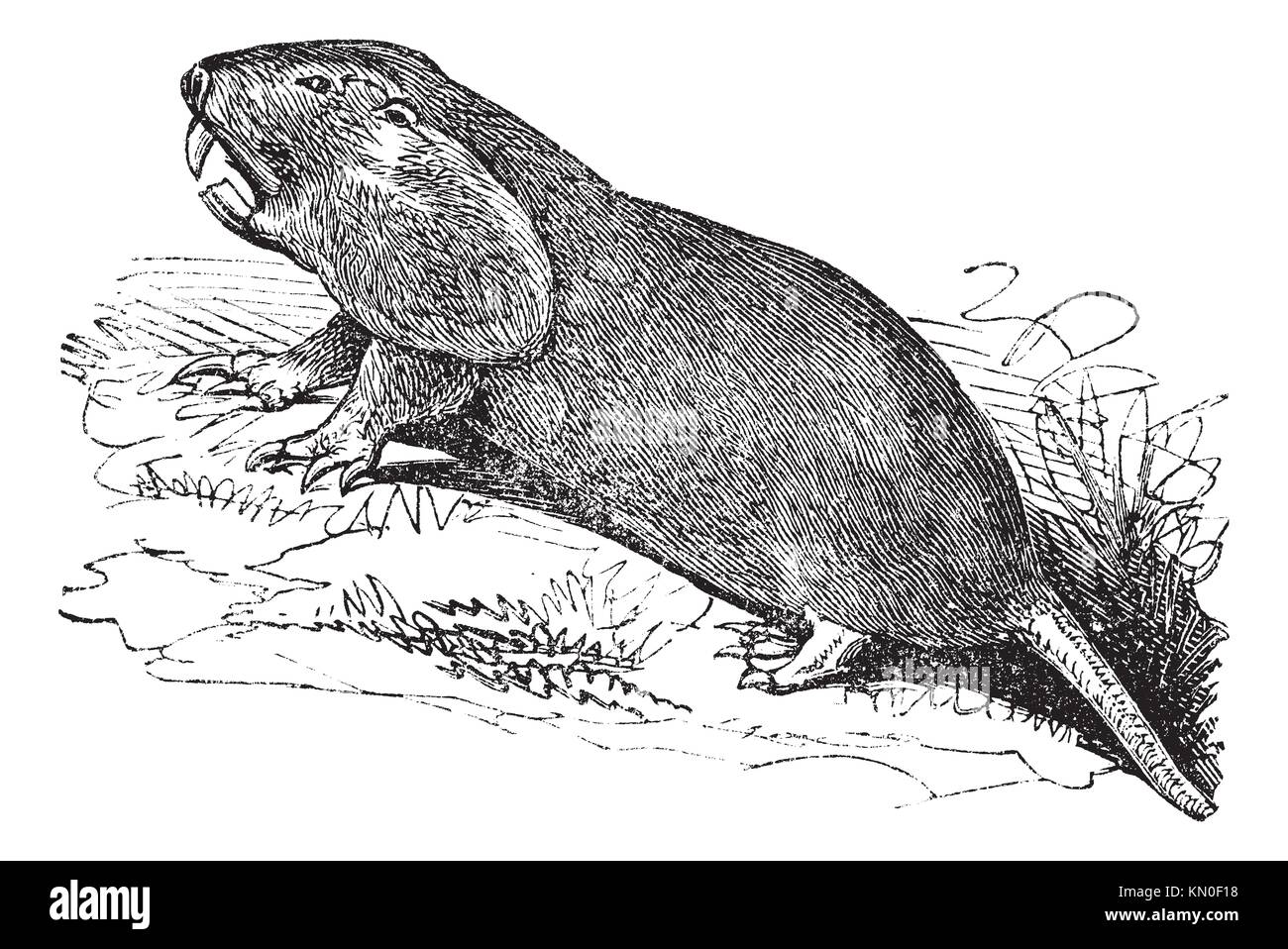 Pocket Gopher Stock Photos & Pocket Gopher Stock Images Alamy