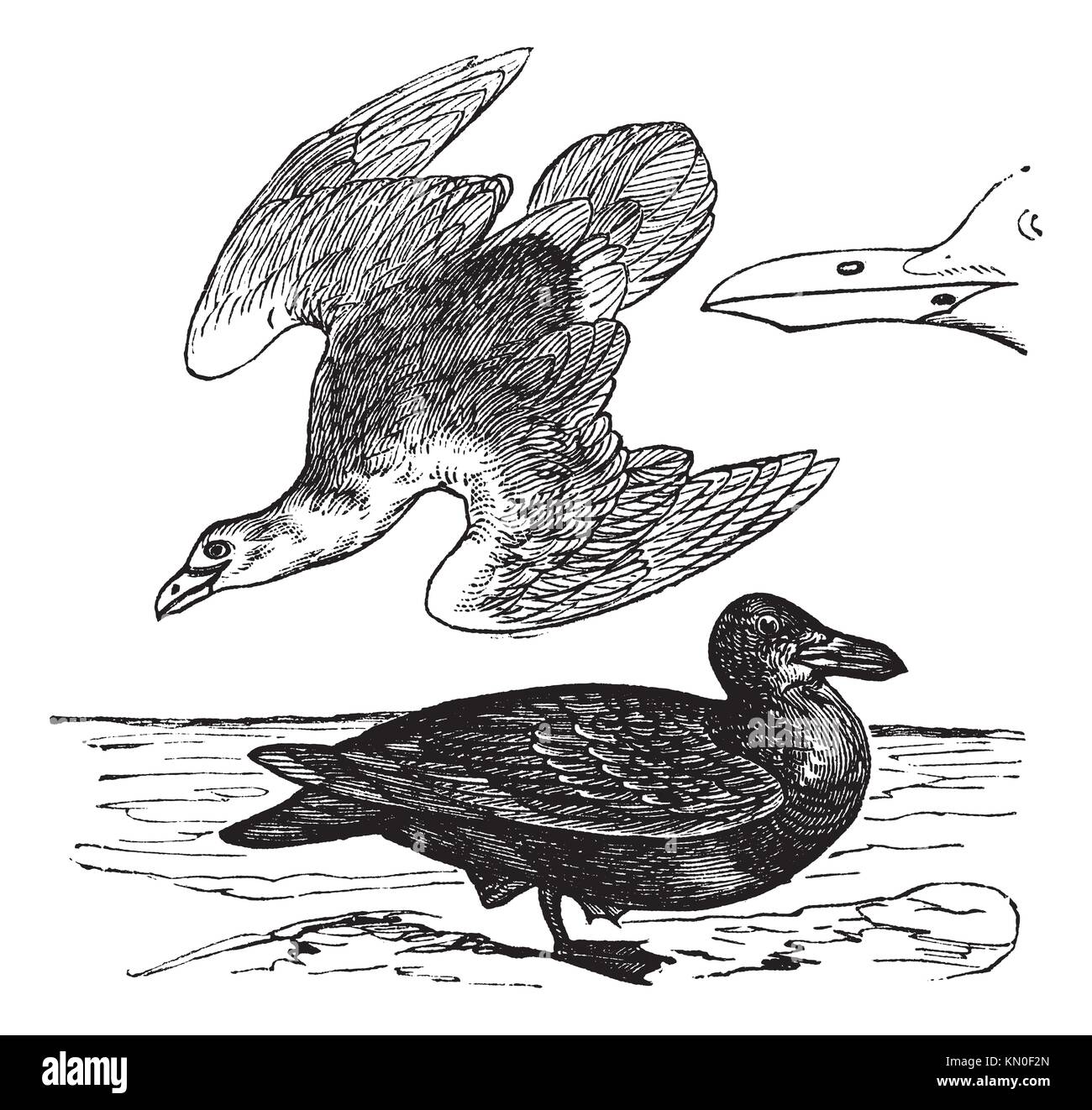 European Herring Gull or Larus argentatus, vintage engraving Old