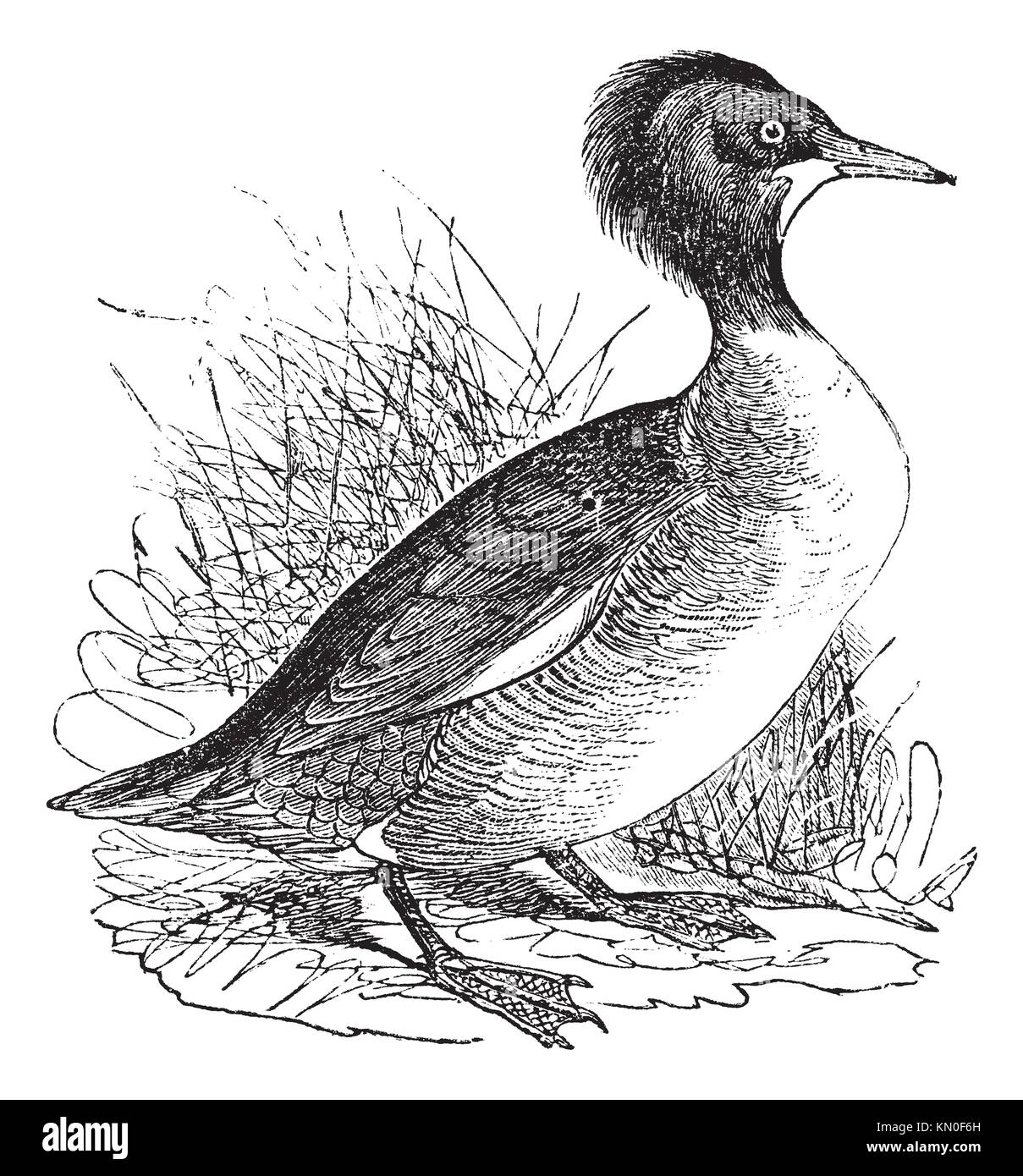 Merganser of America Mergus Americanus or Goosander vintage engraving