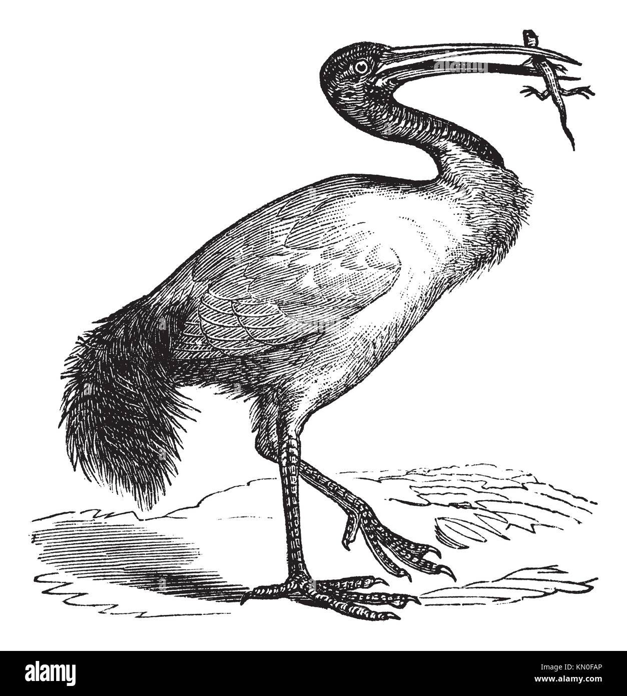 African Sacred Ibis or Threskiornis aethiopicus or Sacred Ibis, vintage