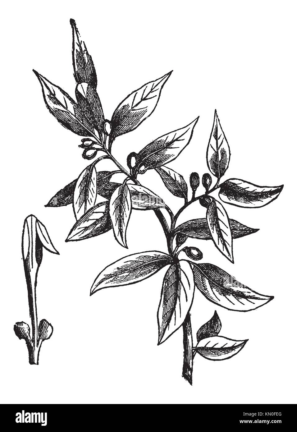 Bay leaves illustration hires stock photography and images Alamy
