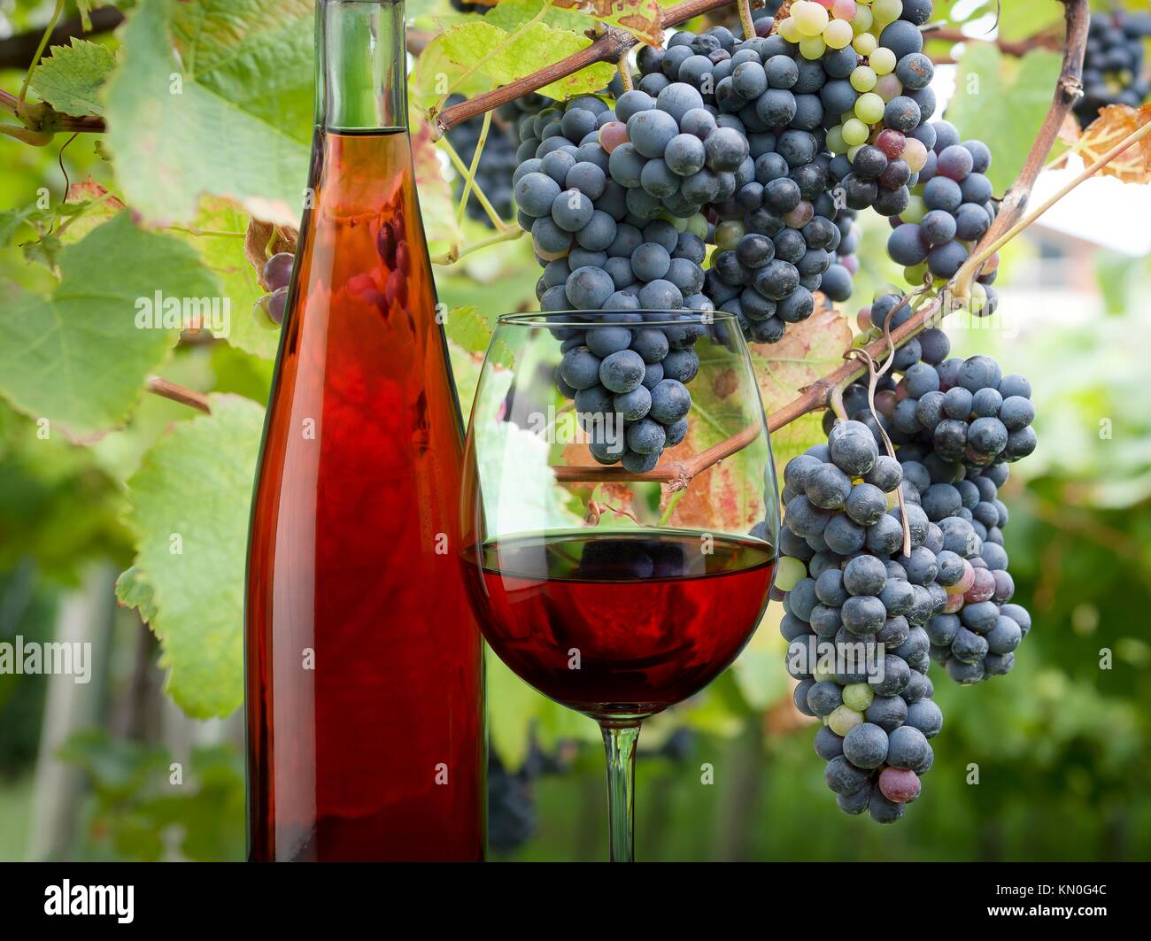 Bottle and glass of rose wine in the vineyard Stock Photo Alamy