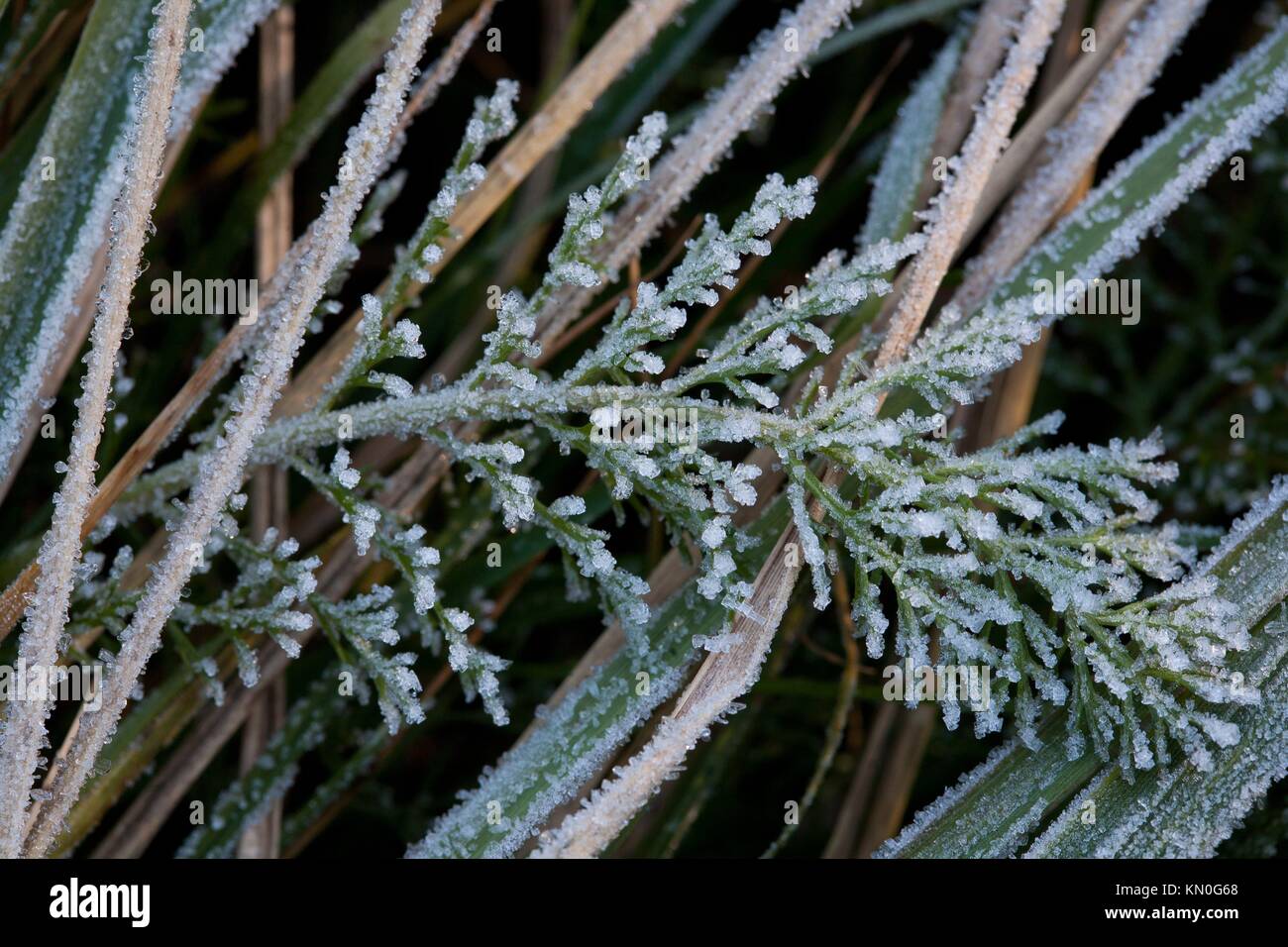 Frosted plant with crystal like ice closeup Stock Photo Alamy
