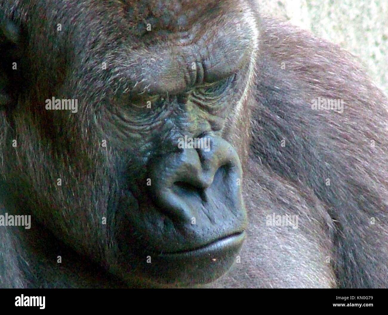 Gorilla at Pittsburgh Zoo Stock Photo Alamy