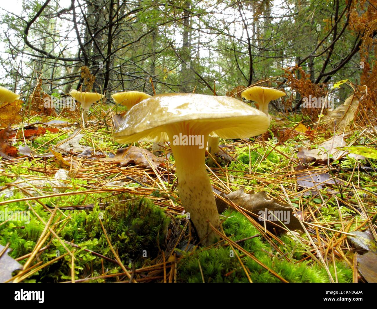 a mushroom growing in a forest Stock Photo