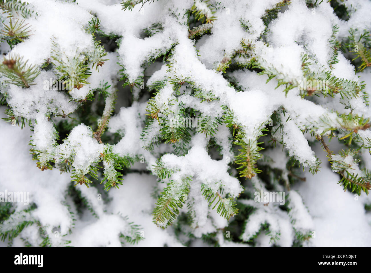 Evergreen trees snow close up hi-res stock photography and images - Alamy