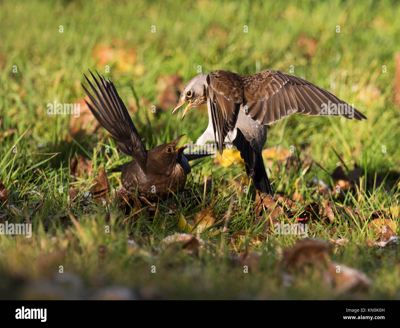 A Fieldfare (Turdus pilaris) and a male Blackbird (Turdus merulan) squabble over feeding rights to fallen apples in a Warwickshire orchard Stock Photo