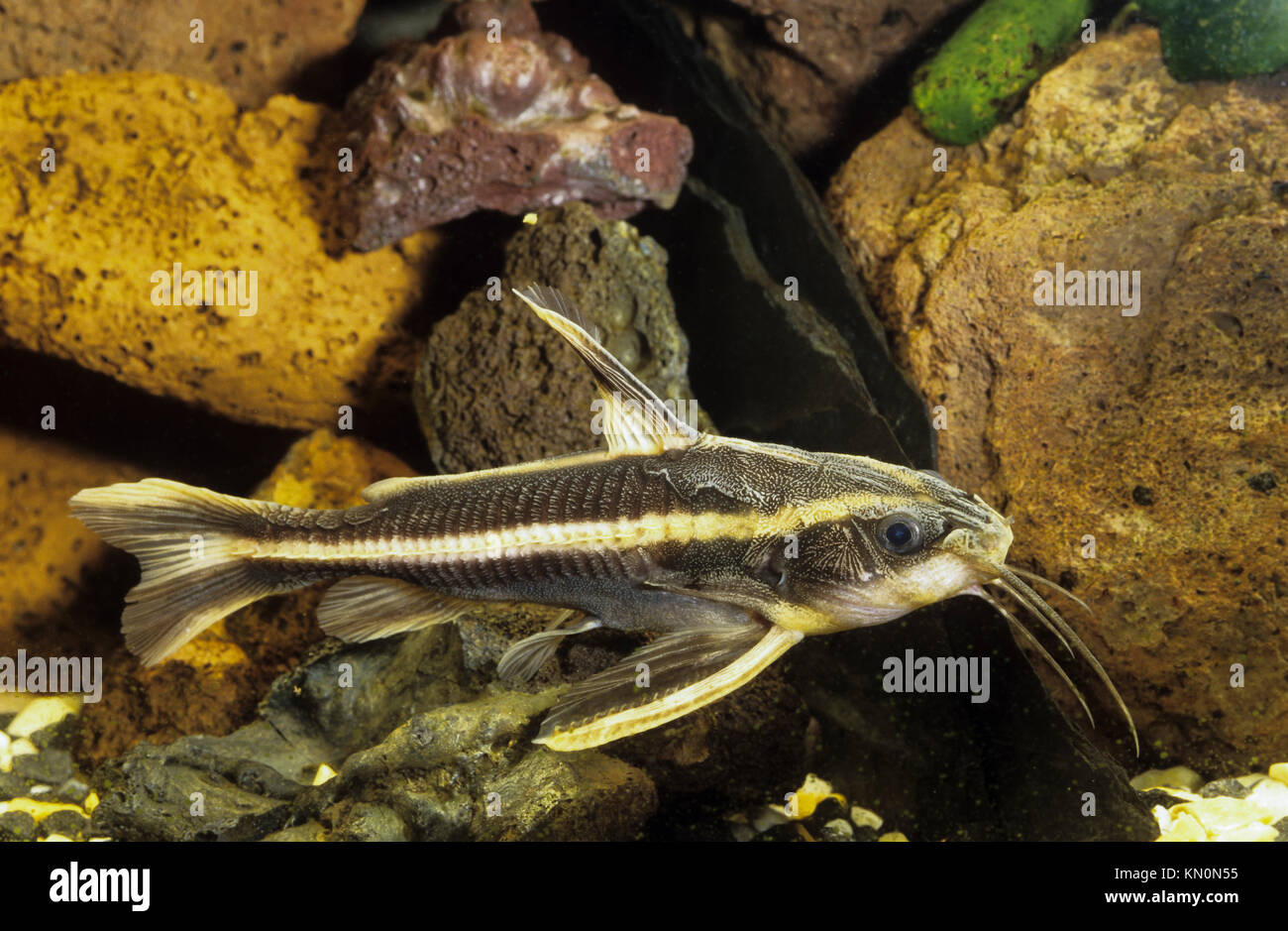 Liniendornwels, Linien-Dornwels, Platydoras costatus, Silurus costatus, Platydoras helicophilus, striped raphael catfish Stock Photo