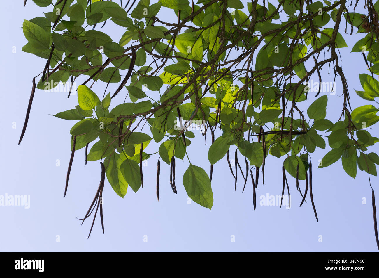 Prächtiger Trompetenbaum, Catalpa speciosa, northern catalpa, hardy catalpa, western catalpa, cigar tree, catawba-tree, Le Catalpa à feuilles cordées, Stock Photo