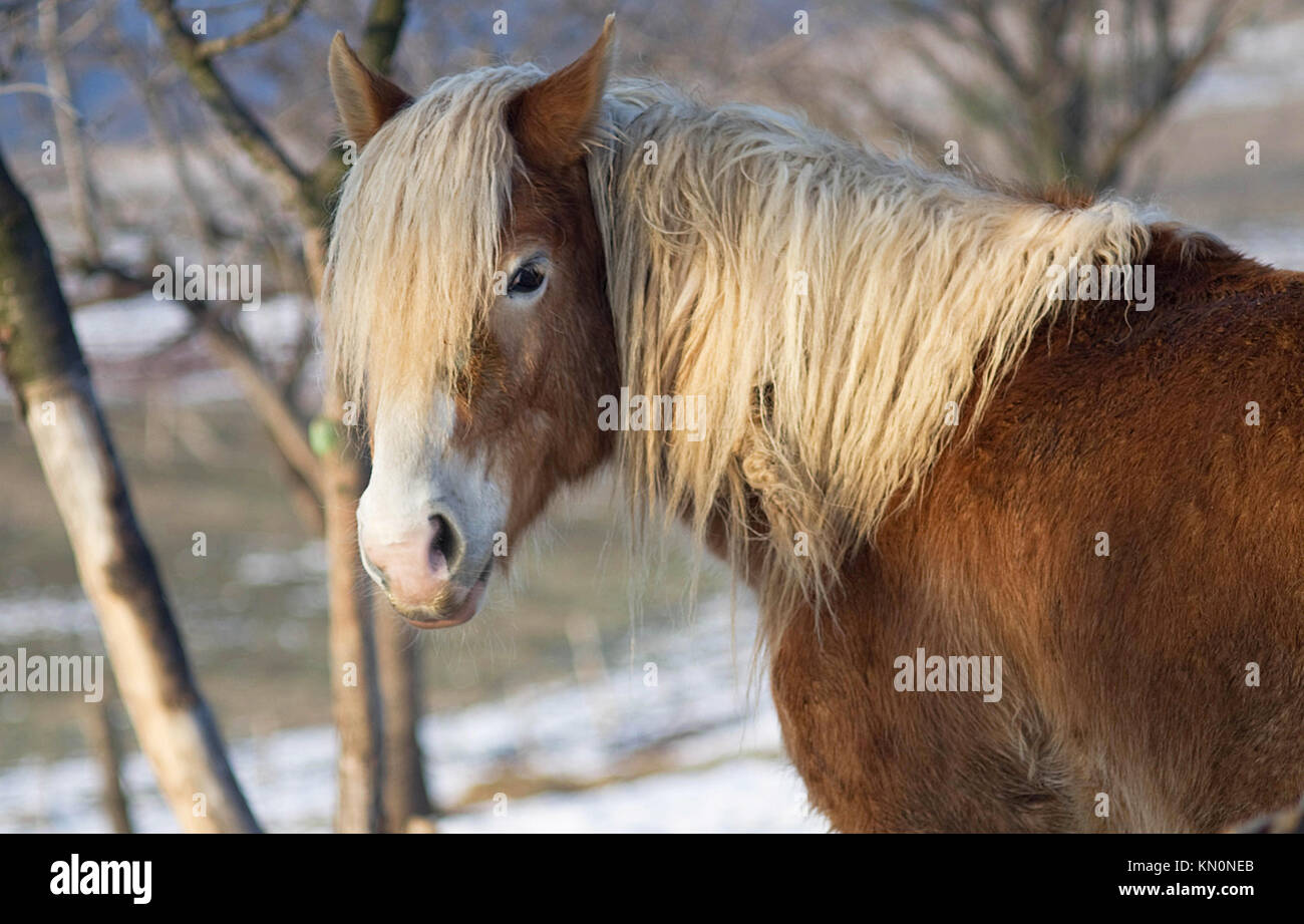 Equus ferus caballus. Portrait of Haflinger horse at winter Stock Photo