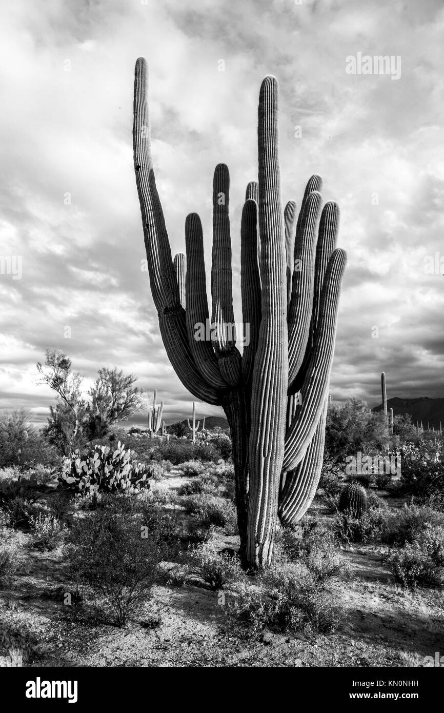 Saguaro with many full size arms Stock Photo - Alamy