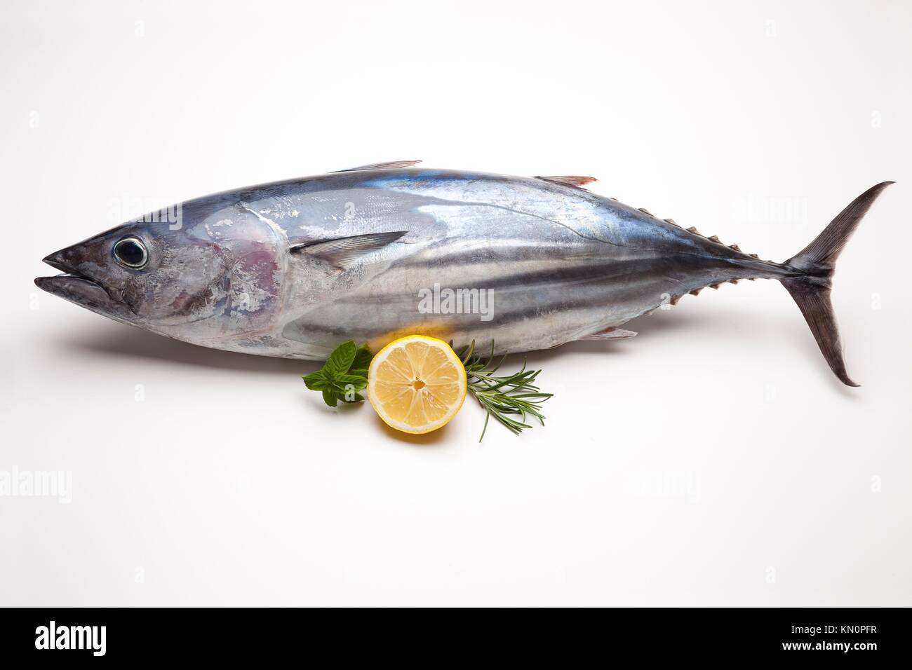 stripebellied Tuna Euthynnus pelamis Bay of Biscay