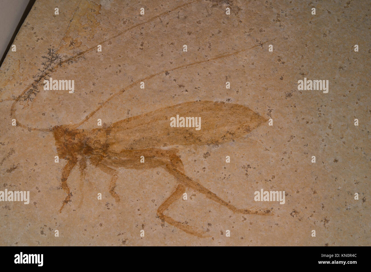 Fossil grasshopper, Pycnophlebia speciosa, Orthoptera, Late Jurassic, Kimmeridgian, Gemany, Europe Stock Photo