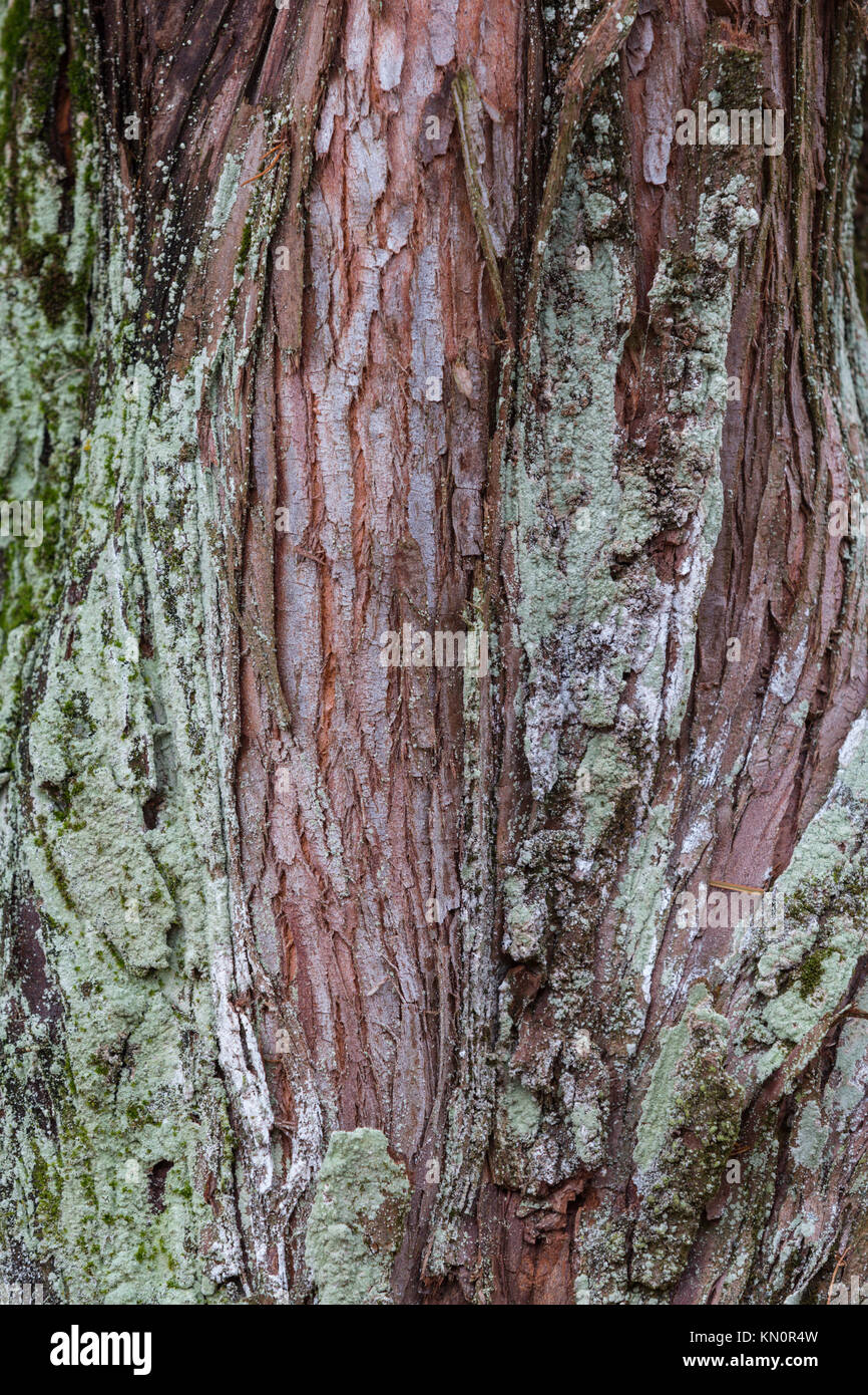 Close Up of a Tree Trunk, Patterns, Detail shot, Austria Stock Photo