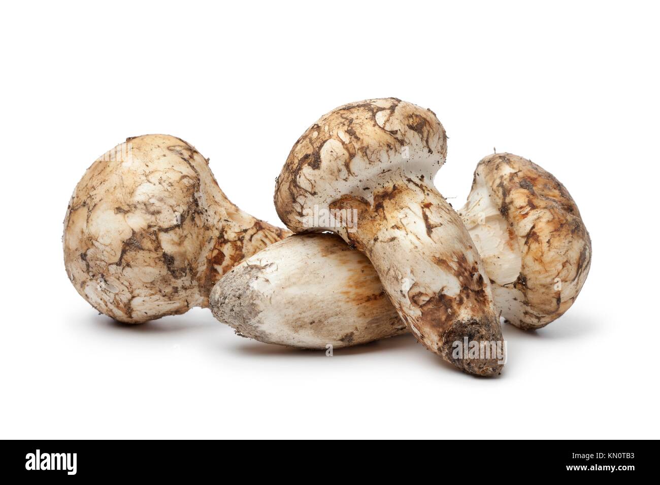 Matsutake mushrooms hires stock photography and images Alamy