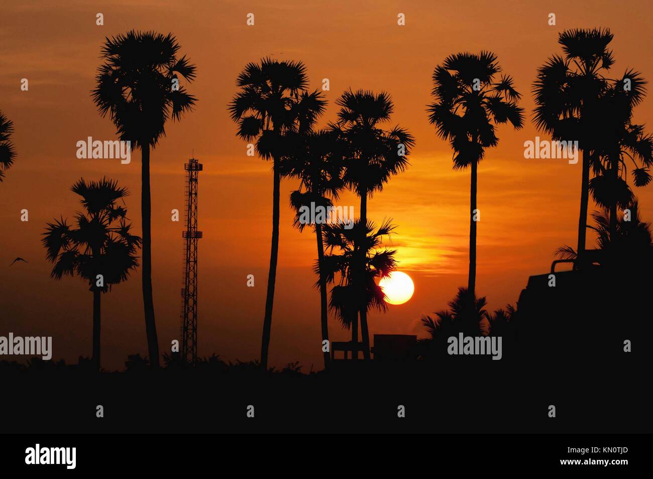 Backlight summer palm hi-res stock photography and images - Alamy