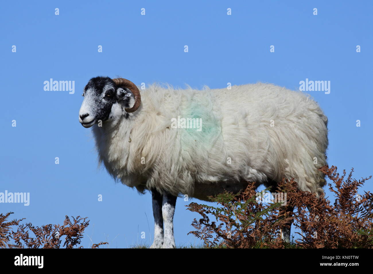 Scottish Blackface sheep standing in heather with a clear blue sky Stock Photo