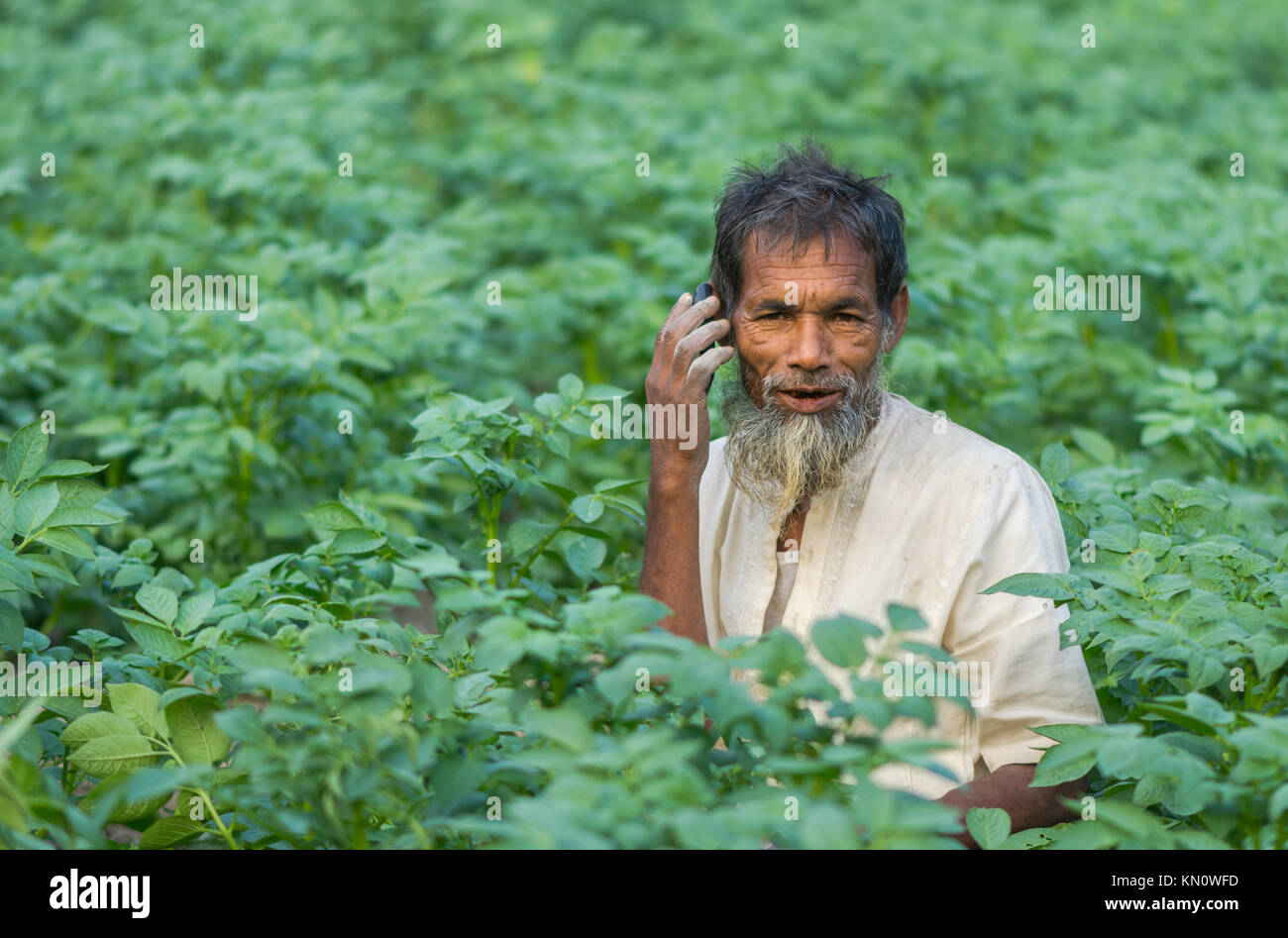 Potato grower & farmer Call center (This scenario of Bangladesh agricultural Production Farmer working on the Potato field) Stock Photo