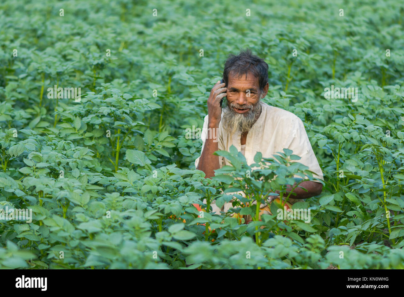 Potato grower & farmer Call center (This scenario of Bangladesh