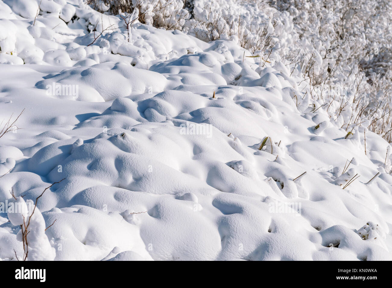 Fresh snow cover in tree at closeup, winter landscape. Stock Photo